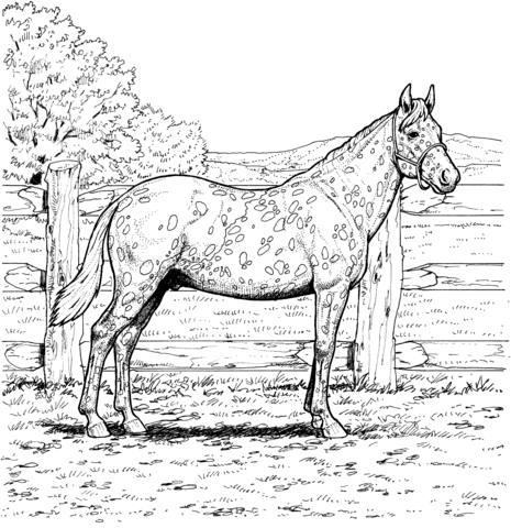 Appaloosa Horse With Leopard Spotted Coat Coloring Page